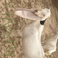 نر گلابی اصل