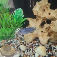 ماهی ماکرو لب ماتیکی