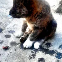 سگ خراسانی پنجه درشت