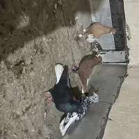تعدادی پرنده درجه یک
