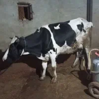 گاو هلشتاین معاوضه با گوسفند