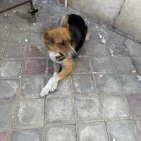 سگ حرف گوش کن