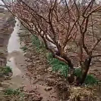 20هکتار پسته با 60 ساعت اب عمیق در نیشابور
