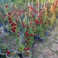 خدمات باغبانی باغچه کاری گلکاری هرس‌کاری به تمام|خدمات باغبانی و درختکاری|تهران, فردوس|دیوار