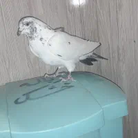 کبوتر فروشی