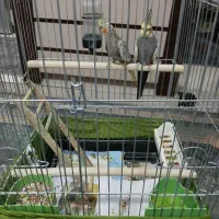 یک جفت عروس هلندی