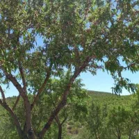 مارکده باغ هزار متری|فروش زمین و ملک کلنگی|زاینده رود, |دیوار