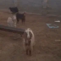 بز کهردار و آبستن