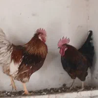 خروس محلی|حیوانات مزرعه|نیریز, |دیوار