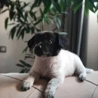 واگذاری توله شیتزو