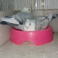 کبوتر ساتن نوک ریز