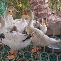 اردک|حیوانات مزرعه|اردکان, |دیوار