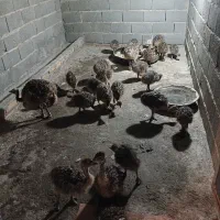 جوجه شترمرغ