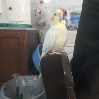 عروس هلندی|پرنده|شهرضا, |دیوار