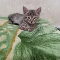 توله گربه