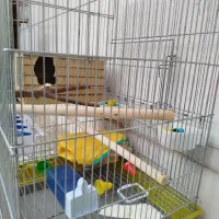 قفسه عروس هلندی وطوطی