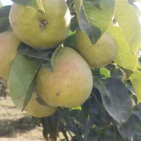 بادام گردو وسایر ارقام نهال|خدمات باغبانی و درختکاری|میانه, |دیوار