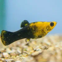 ماهی گوپی مولی پلاتی کالر زبرا آنجل میگو آکواریوم|ماهی|تهران, امام زاده حسن|دیوار