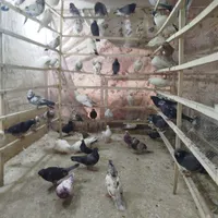 تعدادی کفتر یکجایی