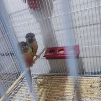 یک جفت گرینچیگ مولد