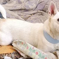 سگ پاپی زرنگ|سگ|تربتحیدریه, کلاته توکلی|دیوار