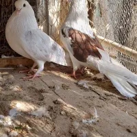 ۱۰ تا کبوتر دوکت|پرنده|بندرلنگه, |دیوار