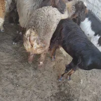 گوسفند بره
