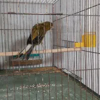 ۳عدد قناری سبز رسمی بلند|پرنده|شیراز, بید زرد|دیوار