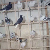 کبوتر|پرنده|دشتابی, |دیوار