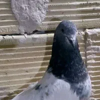 سلام دوستان عزیز این کبوتر جوجه داره فرار کرده|حیوانات|گلستان (تهران), |دیوار