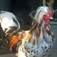 خروس سلطان|حیوانات مزرعه|چابکسر, |دیوار