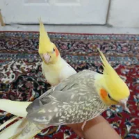 جفت عروس هلندی|پرنده|اهواز, گلستان|دیوار