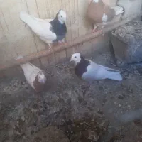 کفتر بهبهونی و پلاکی|پرنده|سیدان, |دیوار