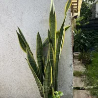 فروش گلهای آپارتمانی|گل و گیاه طبیعی|خشکبیجار, |دیوار