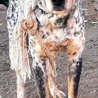 سگ شکاری حرف گوش کن|سگ|اردبیل, |دیوار