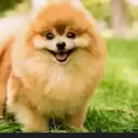 سگ آپارتمانی ریزجثه برای نگهداری