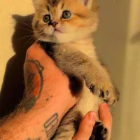 بریتیش گلد و اسکاتیش گلدکیفتA