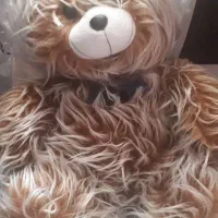 خرس دورنگ اکبند