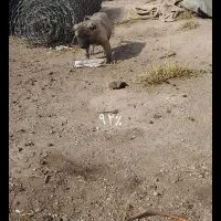 سگ‌عرقی|سگ|ملکان, |دیوار