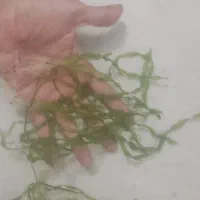 گیاه گندمی آکواریوم|ماهی|تهران, قصر فیروزه ۲|دیوار