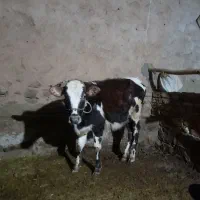 گوساله ماده