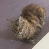 گربه پرشین بریتیش