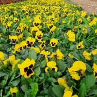 گل بنفشه سبدی. ارسال ب همه جای ایران‌. ب صورت عمده