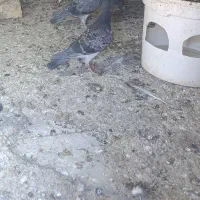 کبوتر
