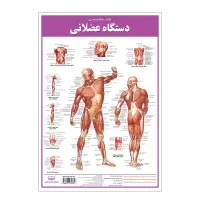 ۷ پوستر کالبد شناسی اجزای بدن انسان