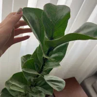 گل فیکوس لیراتا|گل و گیاه طبیعی|محمدشهر, ولدآباد|دیوار