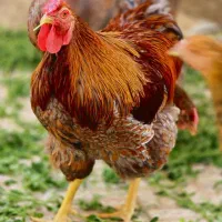 تخم نطفه دار و جوجه ویاندوت بلورد اصلی وارداتی