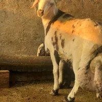 افشار پلنگی|حیوانات مزرعه|بهشهر, |دیوار