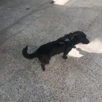 سگ شتیز وکراس