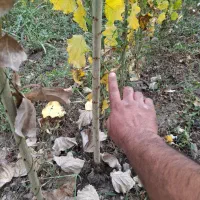 فروش صنوبر درجه ی یک